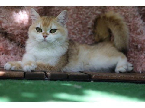 Anne baba şecereli golden ny12 safkan dişi british shorthair