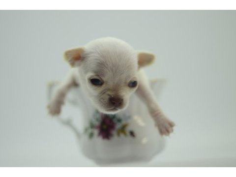 Safkan tea cup chihuahua yavruları muhteşem anatomide