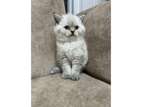 Safkan british shorthair ayı surat top kafa bebişimiz