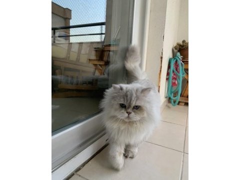 Yakışıklı british longhair oğluma yuva