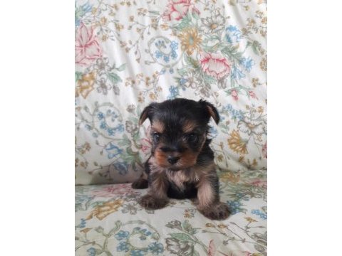 Teacup yorkshire yavrular