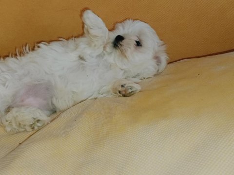 Kif şecereli anne babanın maltese yavrusu