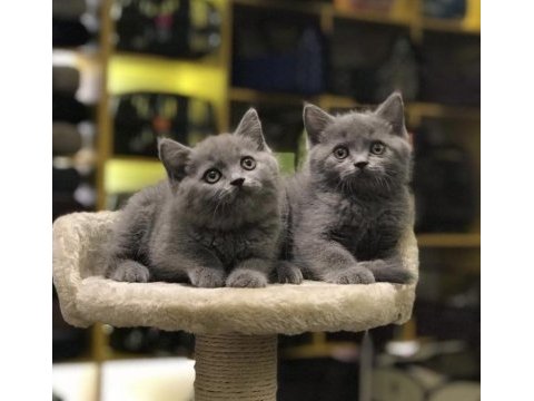 British shorthair yavrularım yeni ailesine kavuşmaya hazır