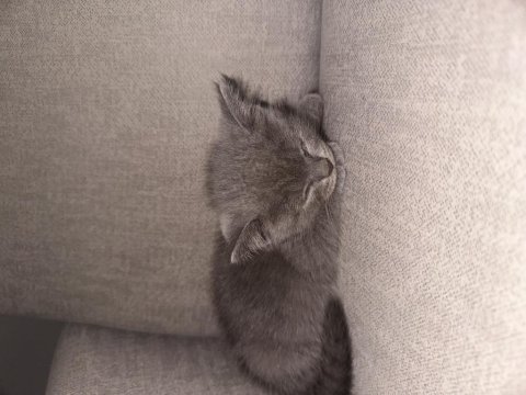 Tatlı british shorthair bebekler