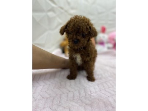 Erkek dişi orijinal kore poodle yavrularımız
