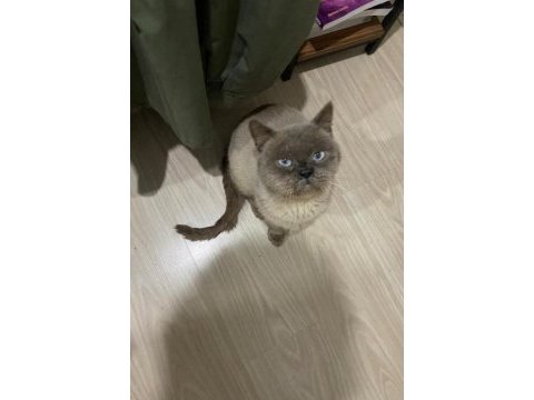 British shorthair paşa yeni yuvasını arıyor