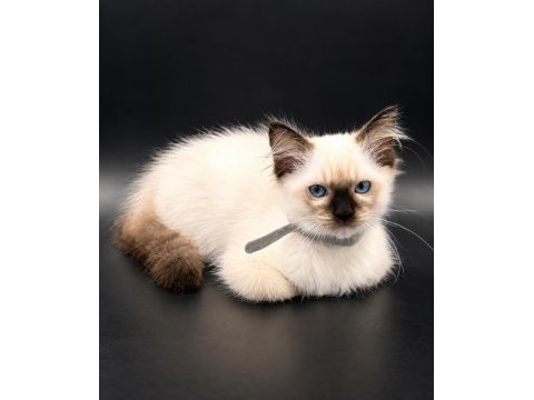 Safkan ragdoll bebekler