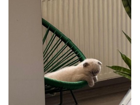 2 aylık scottish fold blue point erkek yavru kedim