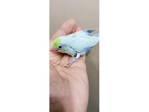 Görsel şölen turkuaz erkek cep papağanı