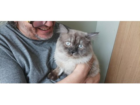 British longhair oğlumuza yeni yuva arıyoruz