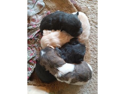 Orjinal yavru köpekler
