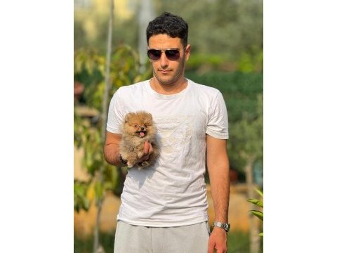 Yavru pomeranian bebek köpekler