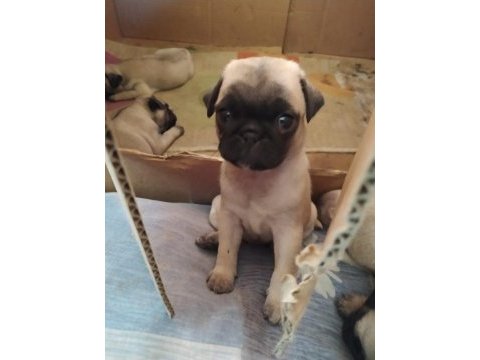 Pug köpeği yavrularımız