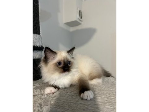 Safkan ragdoll yavruları soyu şampiyonlara dayanıyor