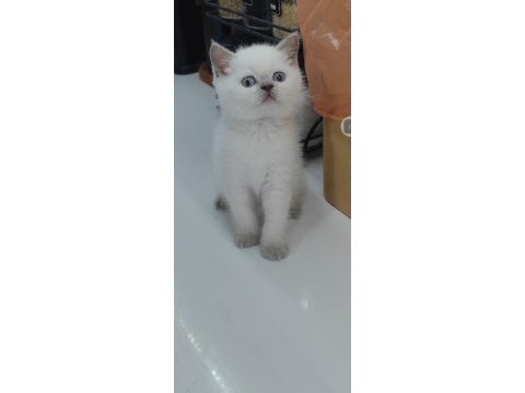 British shorthair kedisi
