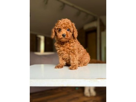Safkan toy poodle yavrular