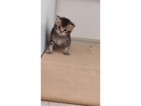 British shorthair yavruları