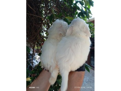 Kar topu lekesiz safkan maltese bebeklerimiz