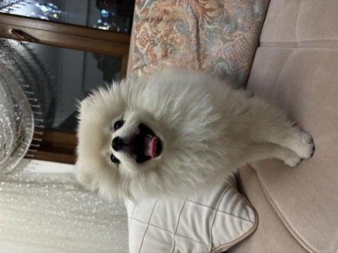 Pomeranian boo köpeği