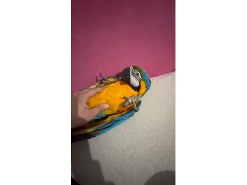 Özel macaw isteyen buyursun tam bir resimlik
