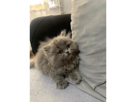 British longhair 55 günlük yavru