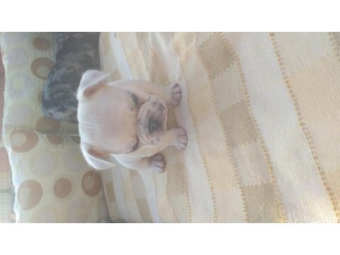 Egzotik french bulldog