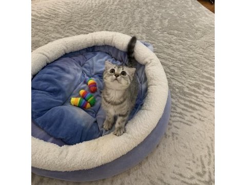 Güzel british shorthair kızımız sahiplendirilecek