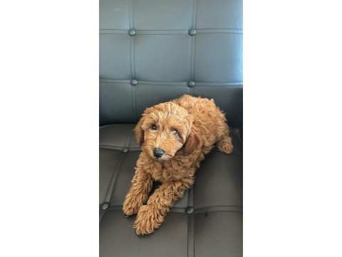 2 aylık toy poodle yavrularımız