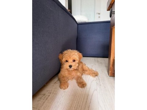 Sıfır numara kore maltipoo