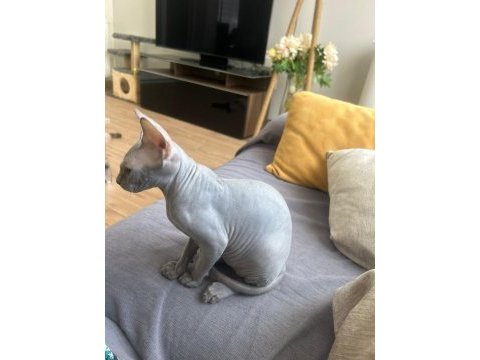 3 aylik sphynx