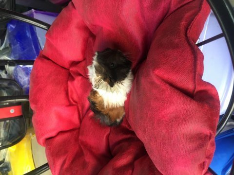 Veteriner teknikerinden bebek guinea pig yavruları