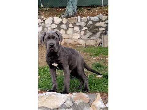 Cane corso blue yavrumuz erkek