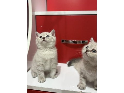 Lynx point british shorthair yavrular