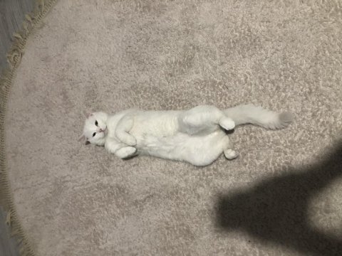 British shorthair beyaz 18 aylık