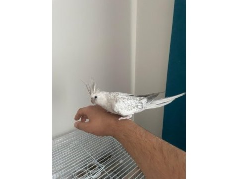 Sağlıklı evcil genç çift sultan papağanı