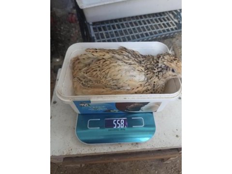 Xxl jumbo kuluçkalık bıldırcın yumurta