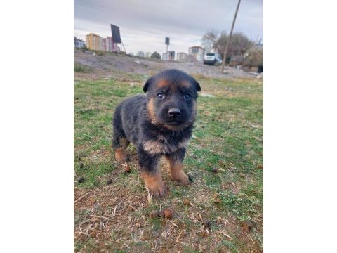 A şecereli federasyon kayıtlı alman çoban köpeği yavrular