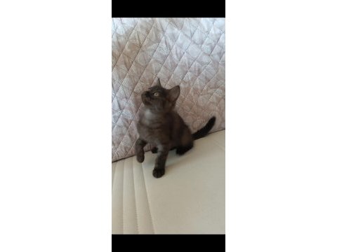Kara kız british shorthair