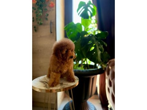 Erkek toy poodle