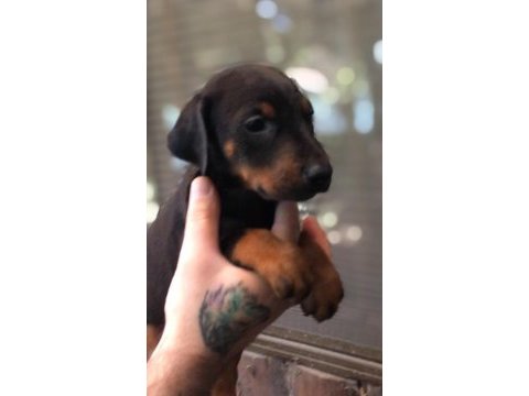 Siyah doberman yavrular