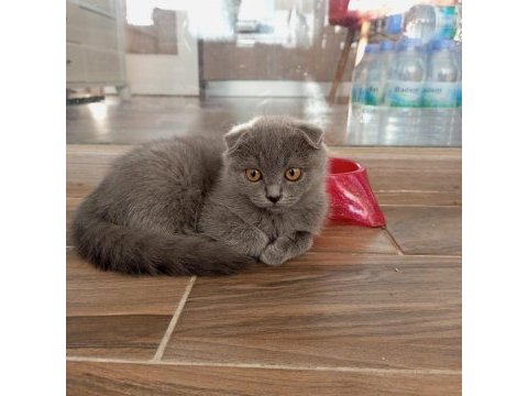 Scottish fold