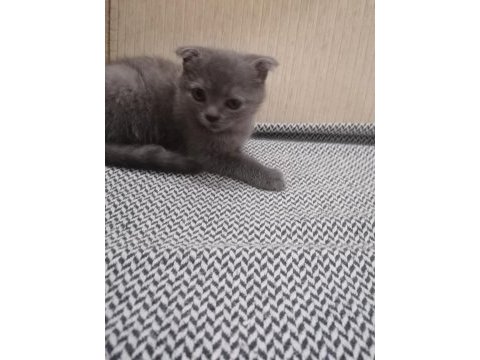 65 günlük yavru british longhair