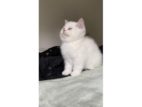 Safkan british shorthair kardeşler
