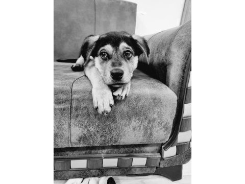 5 aylık rottweiler kırması yavru kopek