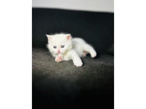 Irk garantili british shorthair yavrularımız