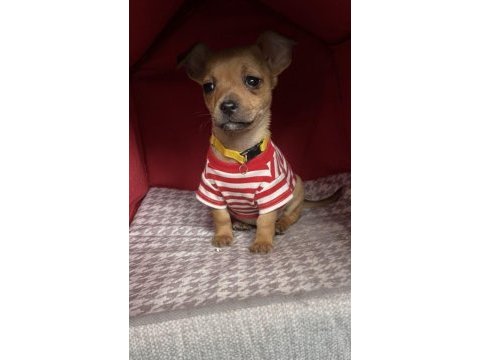 Şivava bebek köpekler