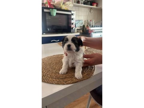 Yavru shih tzu