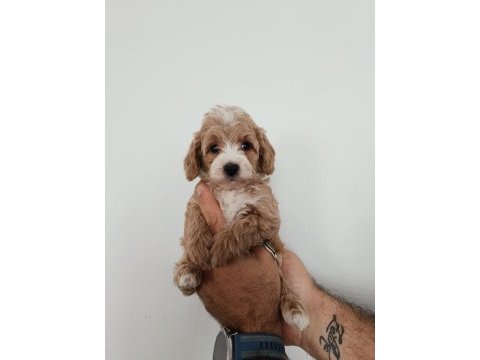 Toy poodle yavruları