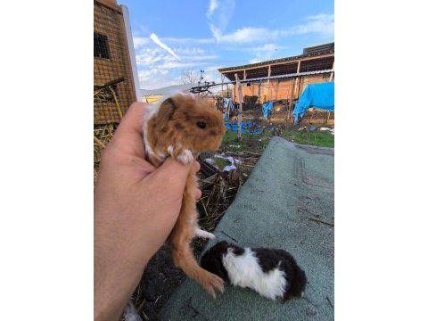 Birçok çeşit ginepig mevcut