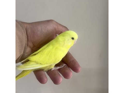 Bebek muhabbet kuşlar yeni yeme düşmüş